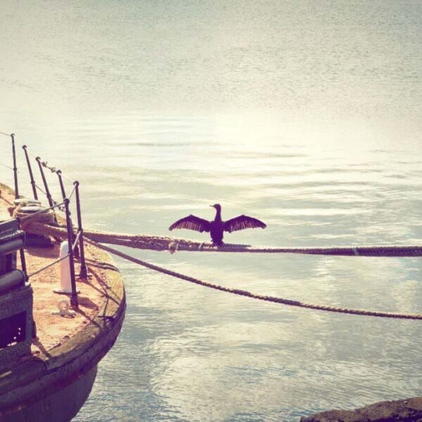 Bird-On-Rope