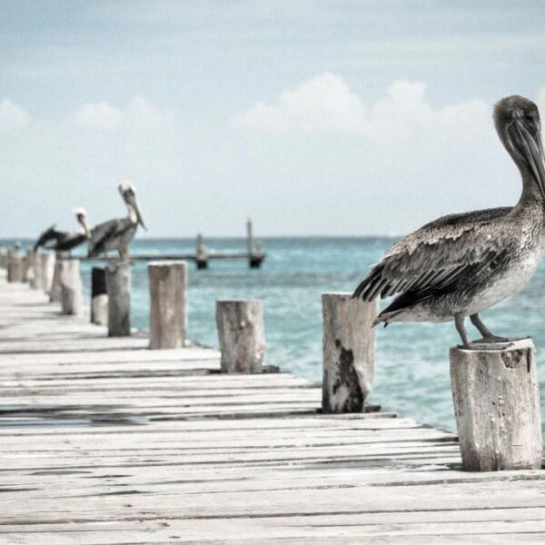 Wooden-Pontoon-Birds